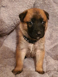 Beļģu aitu suns Malinua (2 foto no 5)