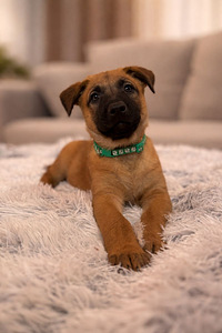 Beļģu aitu suns Malinua (2 foto no 5)