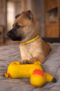 Beļģu aitu suns Malinua (4 foto no 5)