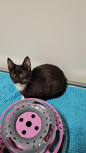 „Rakkaat kissanpennut“. (1 valokuva sivusta 5)