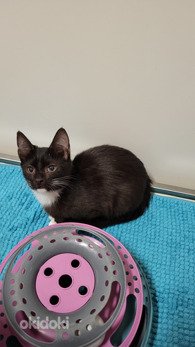 „Rakkaat kissanpennut“.