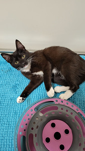 „Rakkaat kissanpennut“. (3 valokuva sivusta 5)