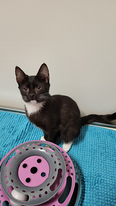 „Rakkaat kissanpennut“. (4 valokuva sivusta 5)