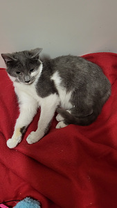 Söpöjä Kissanpentuja (5 valokuva sivusta 5)