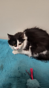 Söpöjä kissanpentuja (5 valokuva sivusta 5)