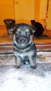 Saksanpaimen pentuja (7 valokuva sivusta 9)