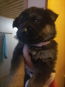 Saksanpaimen pentuja (9 valokuva sivusta 9)