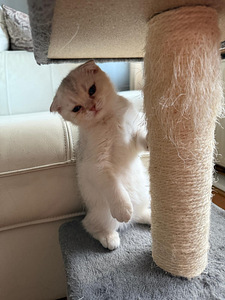 Kissanpennut (1 valokuva sivusta 2)