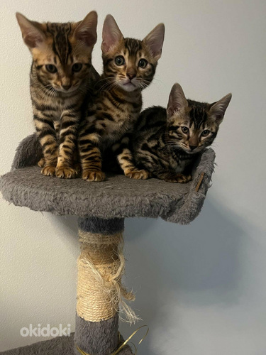 Bengalin pennut
