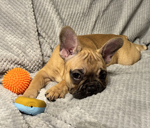 Franču buldoga kucēni (5 foto no 6)