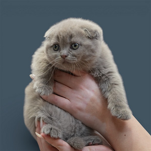 Skottish Pentu (2 valokuva sivusta 3)