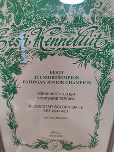 Yorkshire terjer kutsub pruute (5 foto / 6)