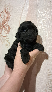 Toy puudli kutsikad (1 foto / 2)