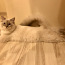 Невский-маскарадный кот ищет себе невесту (фото #2)