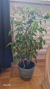 Растения цветы.