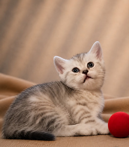 Scottish kittens (3 foto / 9)