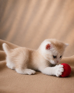 Scottish kittens (6 foto / 9)