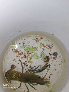 Vēži / Crawfishes (3 foto no 6)