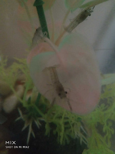 Vēži / Crawfishes (5 foto no 6)