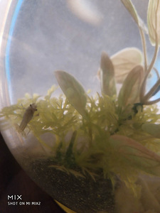 Vēži / Crawfishes (6 foto no 6)