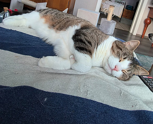 Myydään kissaveljekset (2 valokuva sivusta 4)