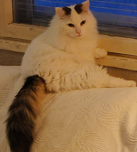 Myydään kissaveljekset (3 valokuva sivusta 4)