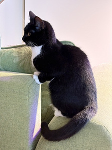 Kotikissa Taska (3 valokuva sivusta 3)