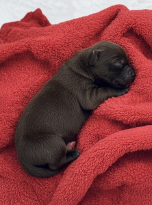 Labradorinnoutajan pentuja etsivät rakastavia koteja – Sipoo (2 valokuva sivusta 5)