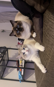 Ragdoll-mix pennut (2 valokuva sivusta 3)