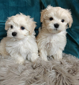 Maltipoo (2 valokuva sivusta 4)