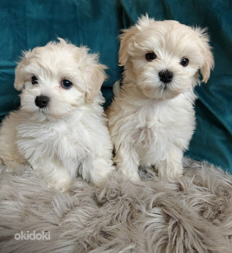 Maltipoo
