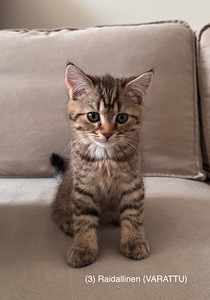 Söpöjä kissanpentuja (6 valokuva sivusta 8)