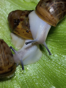 Archachatina Marginata Ovum Acromelanic (1 foto / 3)