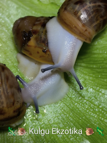 Archachatina Marginata Ovum Acromelanic