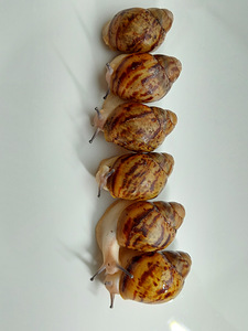 Archachatina marginata ovum acromelanic (3 фото из 3)