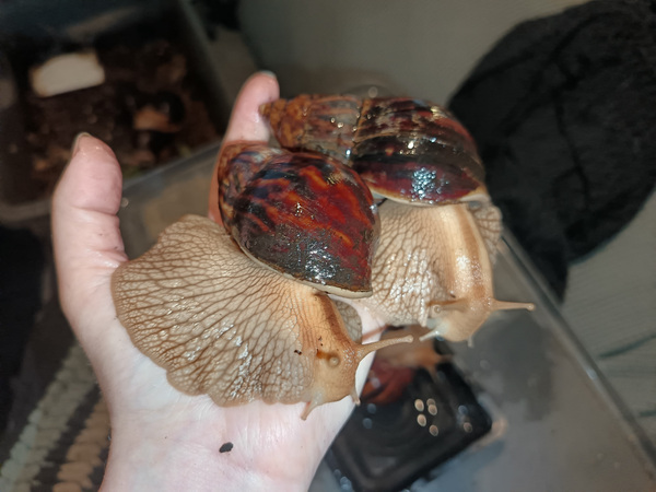 Lissachatina immaculata var immaculata