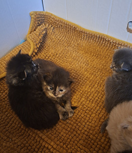 Ragdoll ja Maine Coon pentuja varattavissa (5 valokuva sivusta 5)