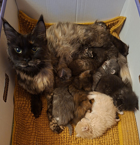 Ragdoll ja Maine Coon pentuja varattavissa (2 valokuva sivusta 5)