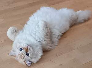 Ragdoll ja Maine Coon poika varattavissa (5 valokuva sivusta 5)