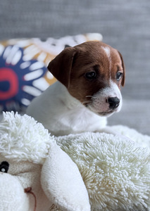 Джек-рассел-терьеры (5 фото из 9)