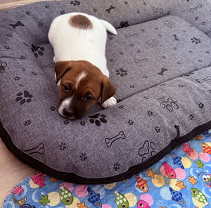 Джек-рассел-терьеры (8 фото из 9)