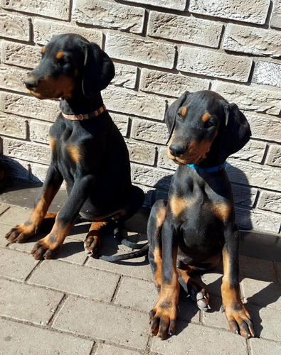Dobermanni kutsikad