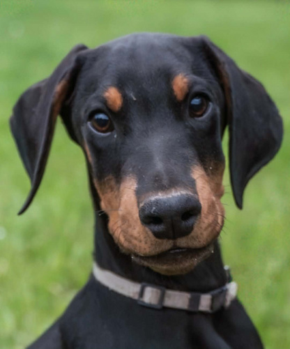 Dobermanni kutsikad