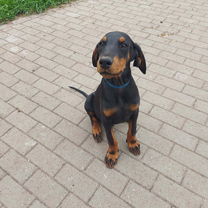 Dobermanni kutsikas (1 foto / 4)