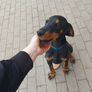 Dobermanni kutsikas (2 foto / 4)