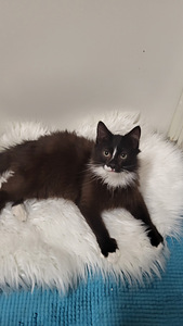 Kissanpennut (1 valokuva sivusta 6)