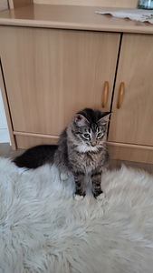 Kissanpennut (3 valokuva sivusta 6)