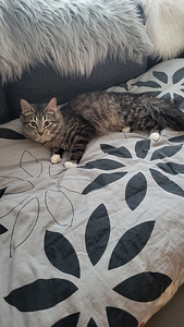 Kissanpennut (2 valokuva sivusta 6)