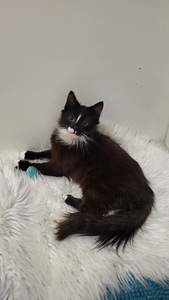 Kissanpennut (1 valokuva sivusta 9)