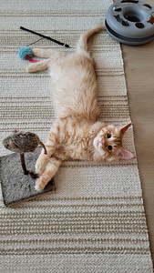 Söpöjä kissanpentuja (1 valokuva sivusta 10)